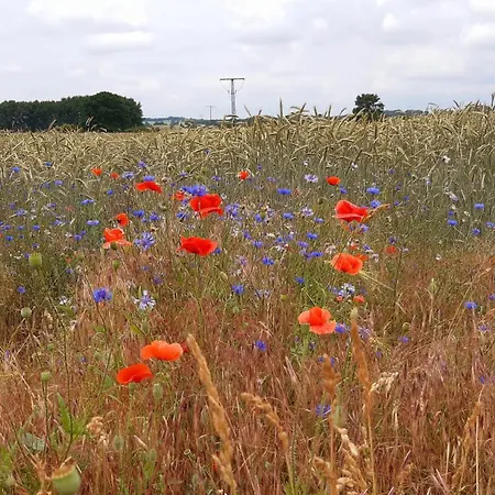פארק נופש Naturoase Am Stadtrand *